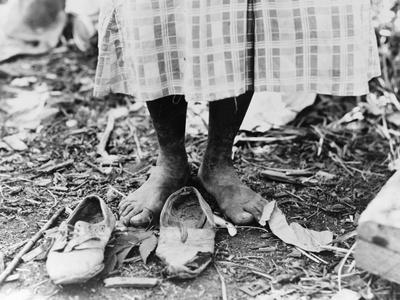 Cotton Picker, 1937 - Photographic Print, 12x9