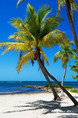 Palms on a White Sand Beach in Key West - Florida - Photographic Print, 8x12