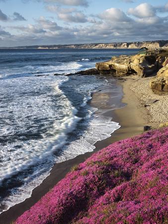 USA, California, La Jolla, Flowers Along the Pacific Coast - Photographic Print, 12x16